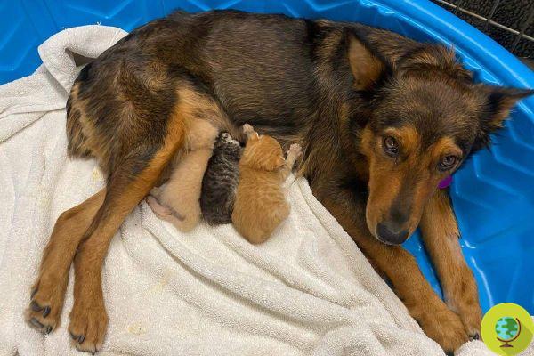 Little dog foundling adopts orphaned kittens after the tragic death of her puppies