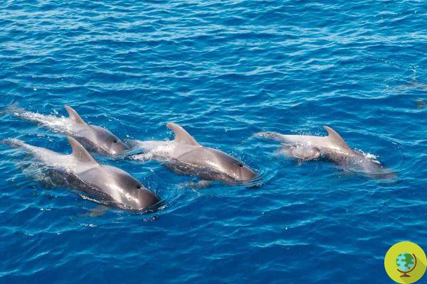 A study explains the friendship between dolphins, capable of cultivating strong and lasting bonds