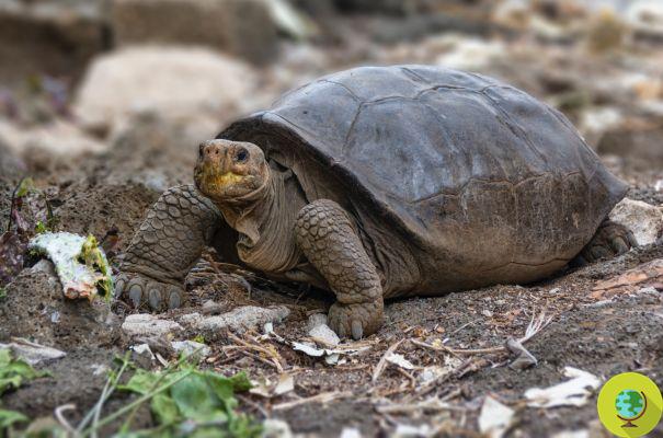 After 112 years, the rediscovery of the extinct Galapagos giant tortoise is confirmed