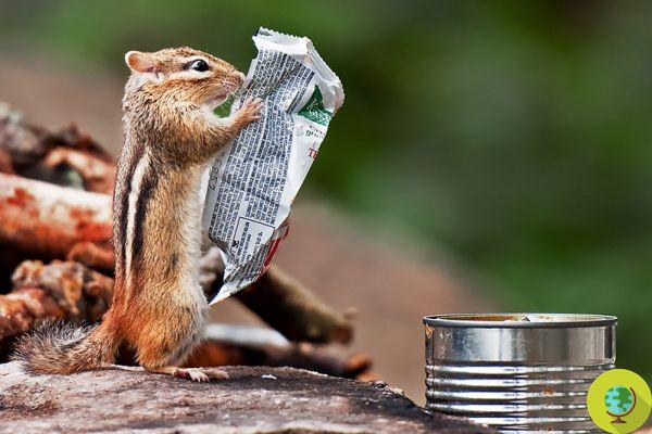 Écureuil lisant la valeur nutritionnelle d'une collation (photo)