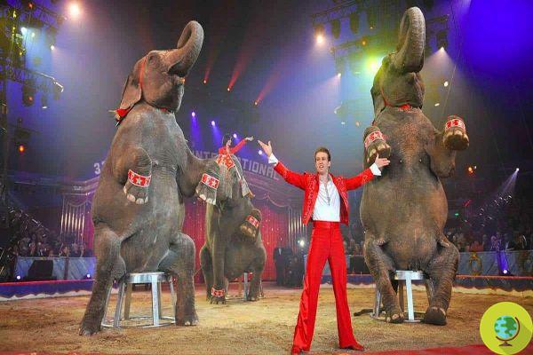 Francia también está a punto de prohibir por ley los animales en los circos