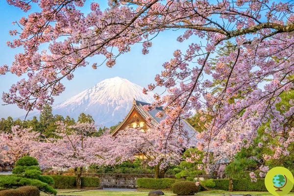 Hanami: o espetáculo de tirar o fôlego da flor de cerejeira retorna ao Japão