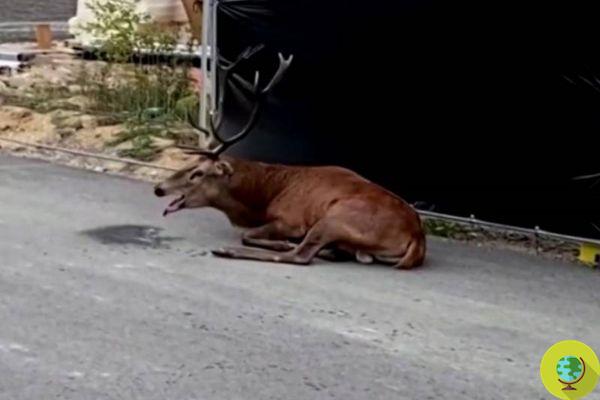 Pursued by hunters, the exhausted deer collapses to the ground and is saved by passers-by