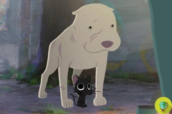 Kitbull: the new Pixar short about the friendship between a pitbull and a stray cat that will hold your heart