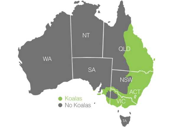 Les koalas sont fonctionnellement éteints selon l'AKF