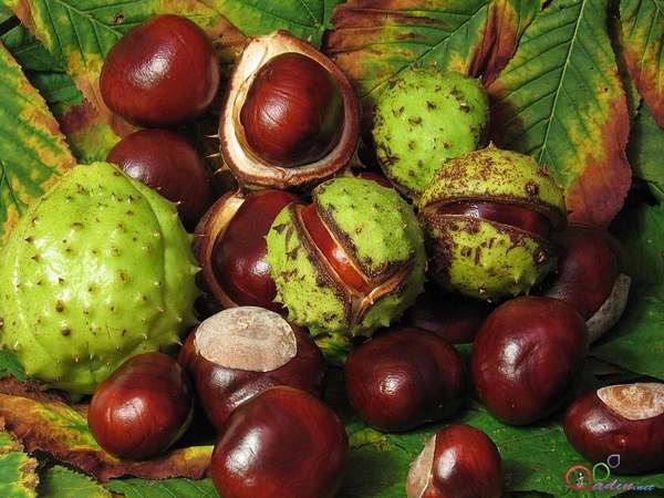 Horse chestnut: properties, uses and contraindications