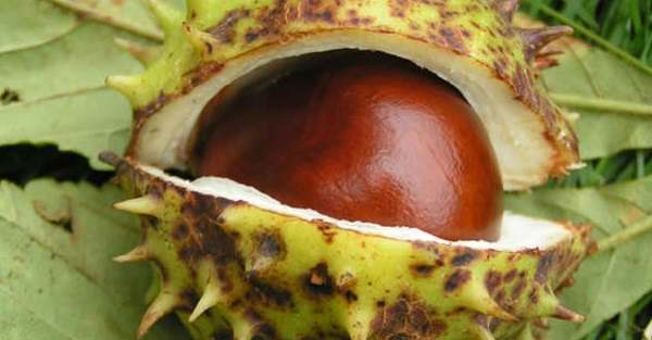 Horse chestnut: properties, uses and contraindications