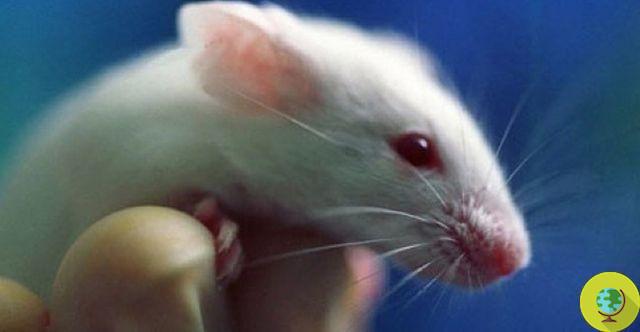 Animal experimentation: the mouse as a model does not work, the researchers say
