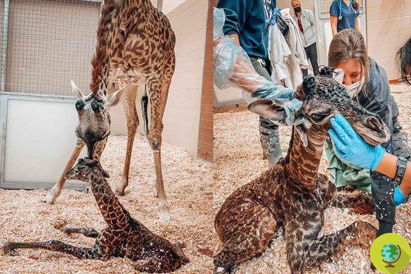 Tragedia en el zoológico de Nashville: mamá jirafa aplasta y mata accidentalmente a su cachorro