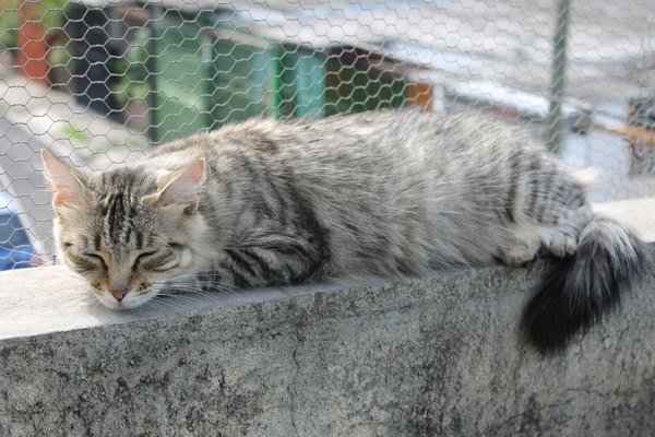 Cats: how and why to secure balconies