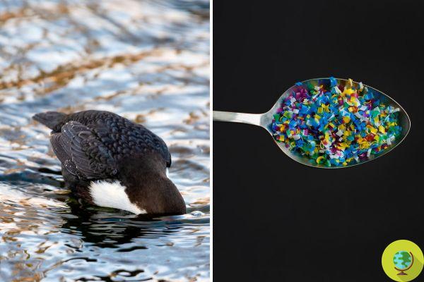 Os pássaros estão comendo centenas de pedaços de plástico todos os dias, de acordo com novos estudos