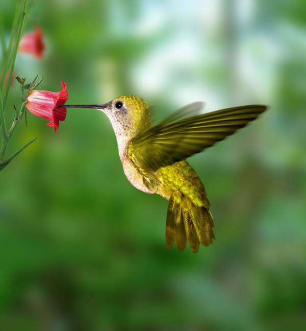 Cómo atraer colibríes a tu jardín: la receta del néctar