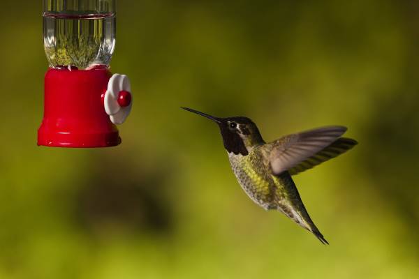 Cómo atraer colibríes a tu jardín: la receta del néctar
