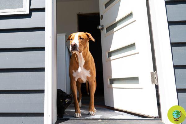 Um cão astuto aprendeu a abrir a porta da frente e agora está convidando seus amigos (Vídeo)
