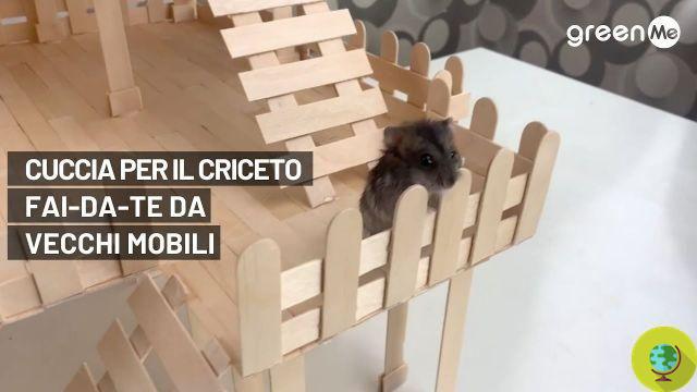 [VIDEOTUTORIAL] Do-it-yourself hamster bed from old furniture