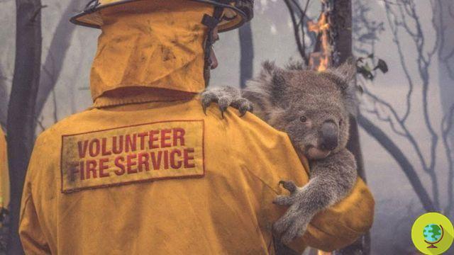 Centenas de coalas provavelmente morreram nos incêndios na Austrália