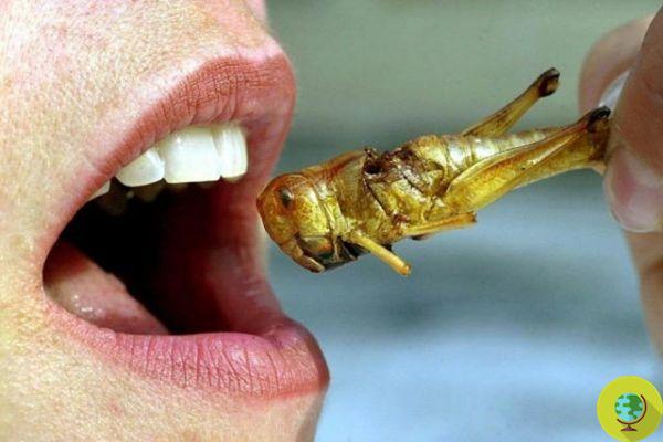 Manger des insectes rend-il plus intelligent ?