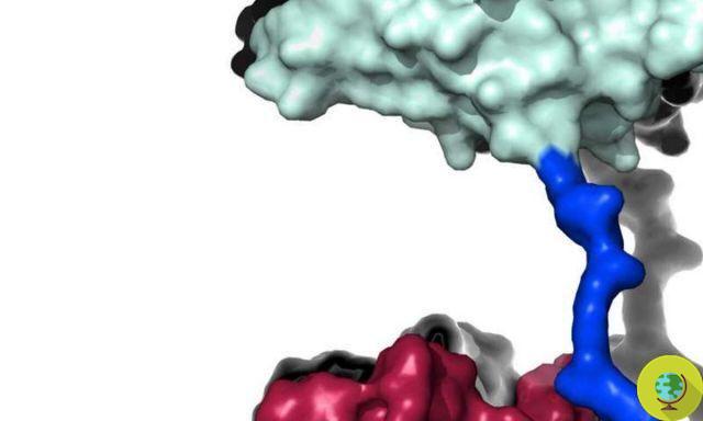 La nouvelle super-enzyme dévore les bouteilles en plastique 6 fois plus vite