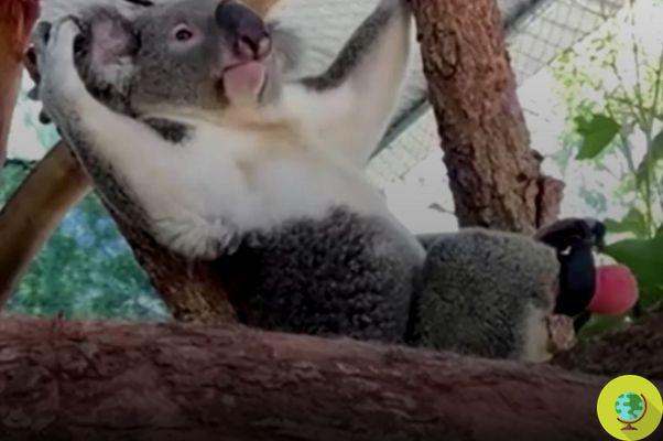 Koala sin pata vuelve a subir gracias a una prótesis que le hizo un dentista