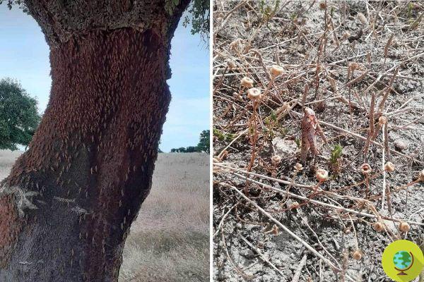 Millions of grasshoppers continue to devastate Sardinia: the 2020 invasion is 'the most massive in the last 70 years'