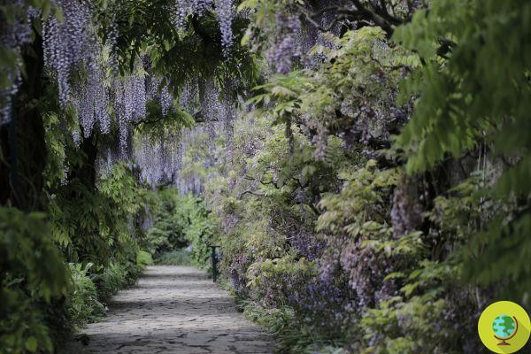 Wisteria, beautiful but poisonous! What to do if dogs or children ingest it