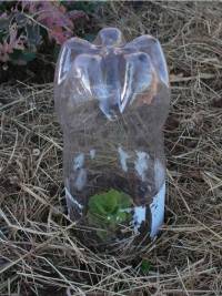 10 ideias práticas para reciclar garrafas plásticas
