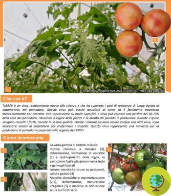 Tomatoes and peppers affected by the ToBRFV virus in Sicily