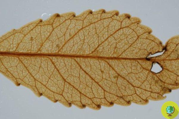 Discovery of mummified leaf that can reveal the future of the Earth and climate change