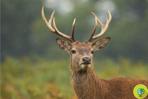 Caza: la TAR rechaza el llamamiento de los activistas por los derechos de los animales y admite la matanza de ciervos en los Alpes