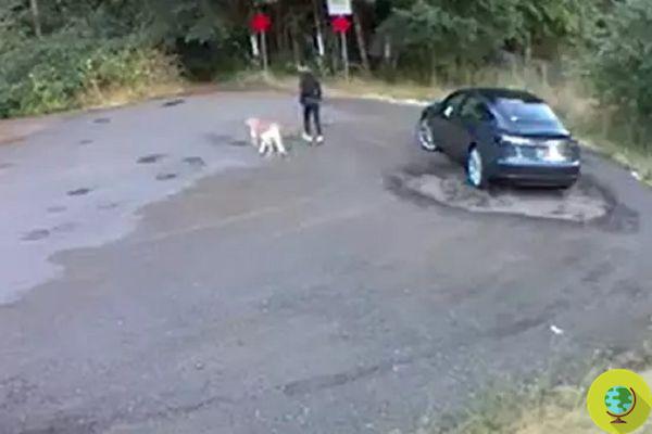 Abandonner le chien dans la rue et s'enfuir : la vidéo est déchirante
