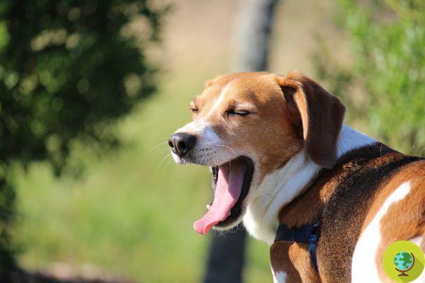 Bocejo contagioso: os cães aprendem a bocejar observando os homens
