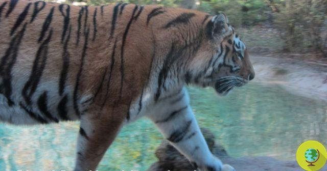 Tigre siberiano sobe a cerca e mata o tratador e outro tigre: mais uma confirmação de que os zoológicos precisam ser abolidos