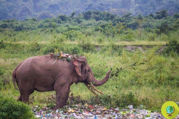 Un éléphant affamé mange des déchets plastiques abandonnés par des touristes en Inde