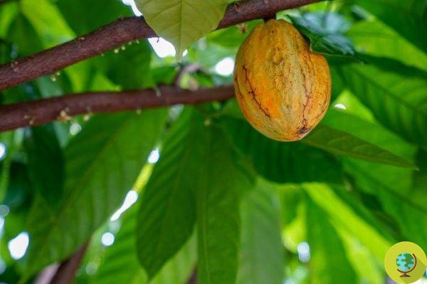 Colombia will produce cocoa without deforestation, it is the first in Latin America to do so