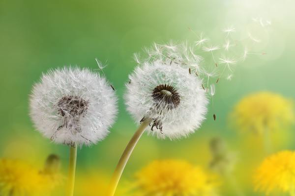Dandelion: what it is and what it is used for