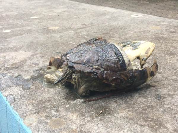 Massacre de tartarugas na vila de Capaci, brutalmente morto por vândalos