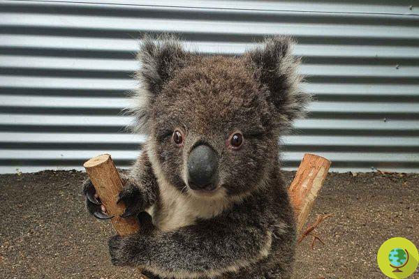 The cuddly trick that recovery centers use to weigh koala cubs without disturbing them
