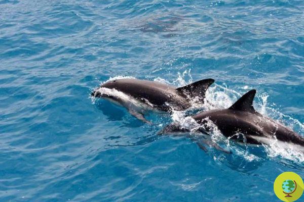 Los delfines llaman a sus amigos y rivales “por su nombre”