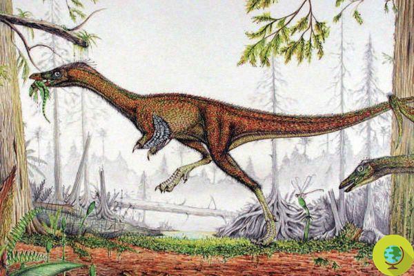Les restes d'un dinosaure géant jamais vu auparavant ont été découverts dans ce lac de Patagonie