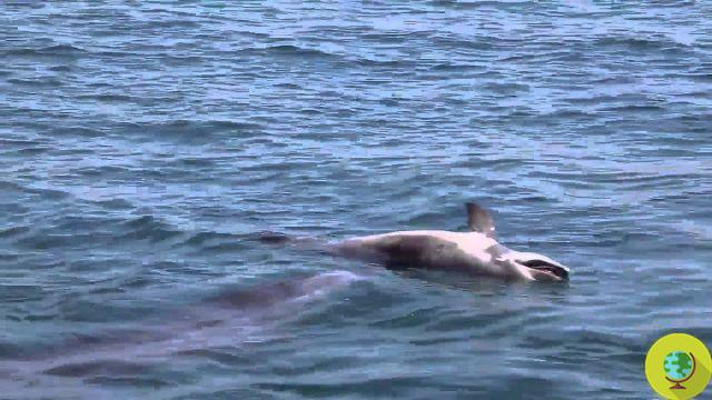 Ostia: madre delfín no quiere abandonar a su cría muerta (VIDEO)