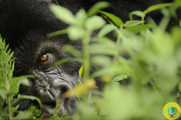 L'exploration pétrolière en Afrique menace les derniers gorilles des montagnes (Pétition)