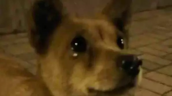 A reação emocional do cachorro de rua chorando de alegria depois que um transeunte lhe oferece comida