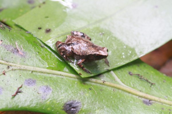Smallest frogs ever discovered. And they are really tiny
