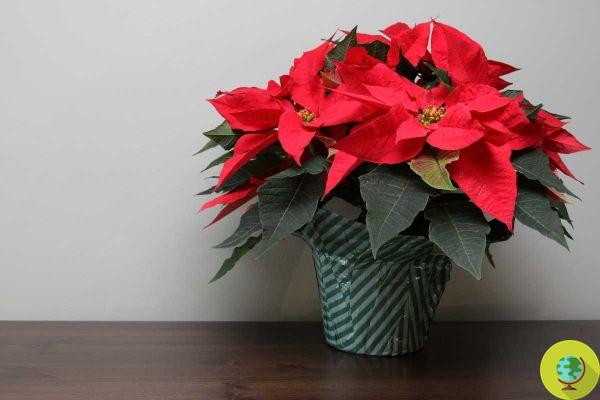 Las 8 plantas navideñas más bonitas para regalar y cultivar en casa incluso después de las fiestas