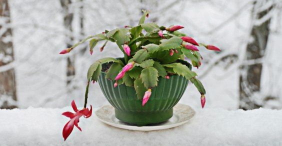 As 8 plantas de Natal mais bonitas para dar e cultivar em casa mesmo depois das férias