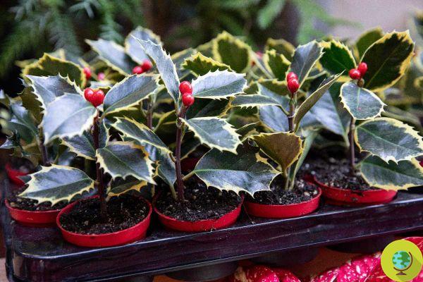 Les 8 plus belles plantes de Noël à offrir et à faire pousser chez soi même après les fêtes