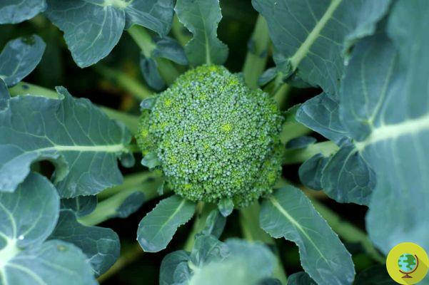 Broccoli: properties and everything you need to know to enhance its benefits