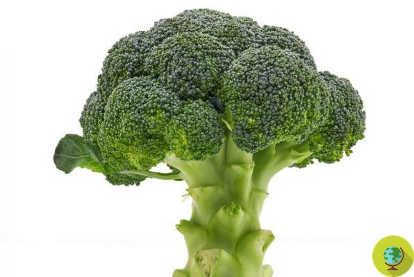 Brócolis: propriedades e tudo o que você precisa saber para potencializar seus benefícios