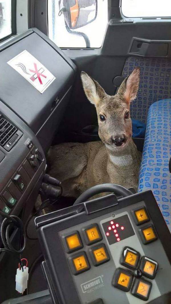 The sad story of the little roe deer saved by a snowplow (VIDEO)