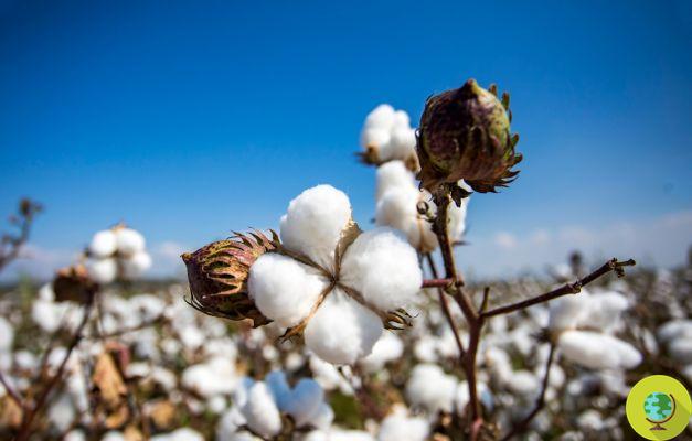 H&M se declara verde pero el algodón es OGM